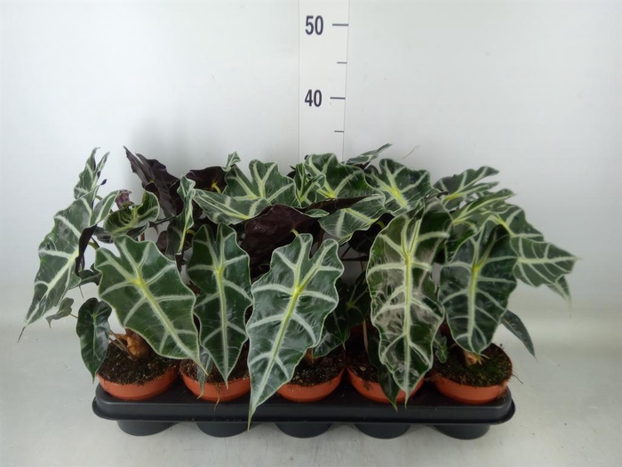 <h4>Alocasia amazonica 'Polly'</h4>