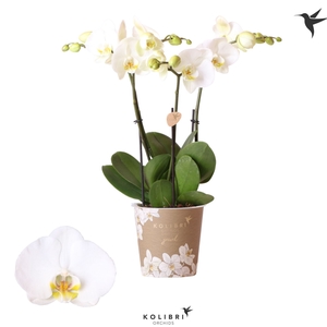 Phalaenopsis wit meer takken