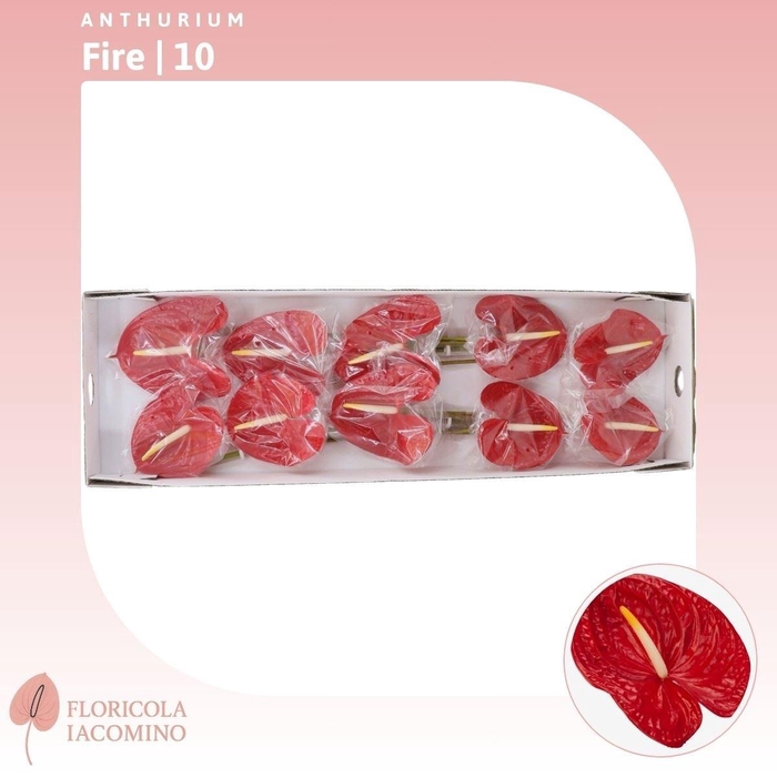 <h4>ANTH A FIRE</h4>