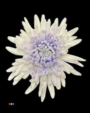 <h4>Chr G Marshmallow Milka</h4>