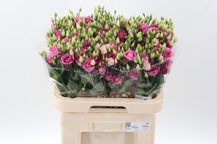 <h4>Eus G Rosi Rose Pink</h4>