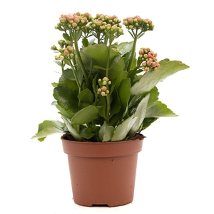 Kalanchoe pink P&PURE Collection