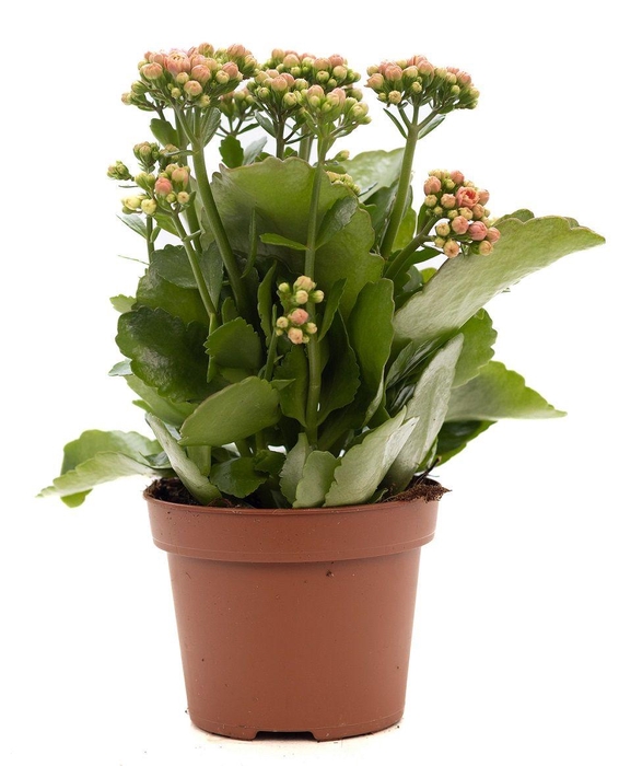 <h4>Kalanchoe pink P&PURE Collection</h4>