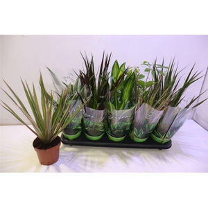 Kamerpl Gem Gr 6 Srt