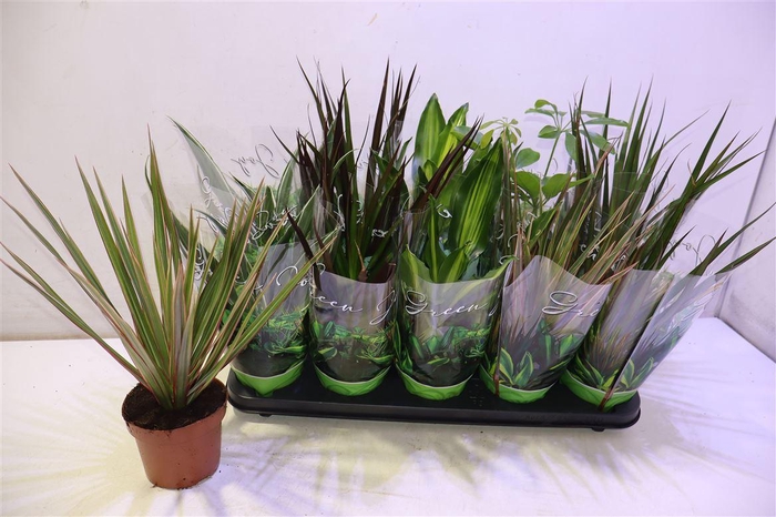 <h4>arr8 Kamerpl Gem Gr 6 Srt</h4>