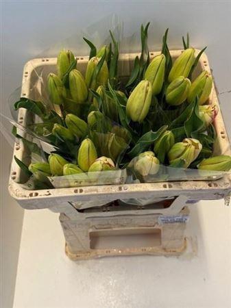 <h4>Tu En Moulin Rouge</h4>