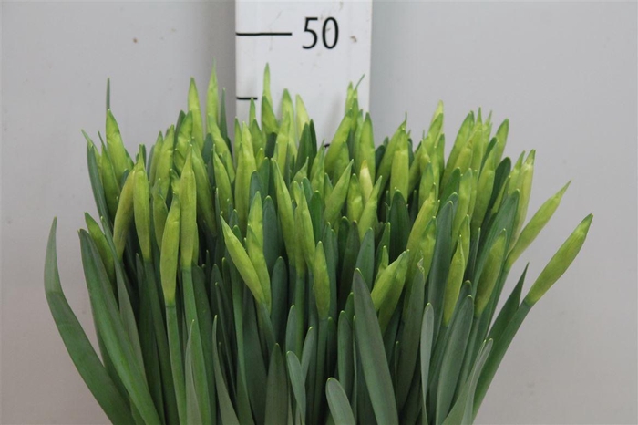 <h4>Narc T Dutch Master</h4>