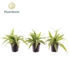 Chlorophytum Ocean