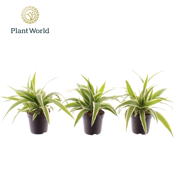 <h4>Chlorophytum Ocean</h4>