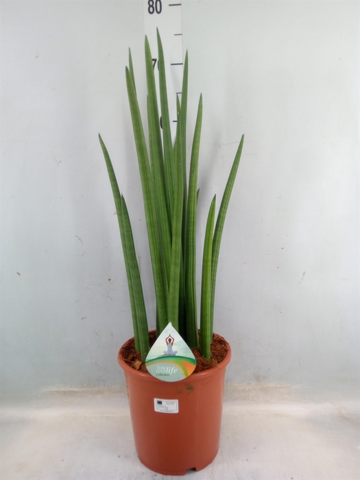 <h4>Sansevieria cyl.  ...</h4>