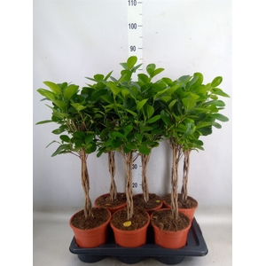 Ficus microcarpa 'Moclame'