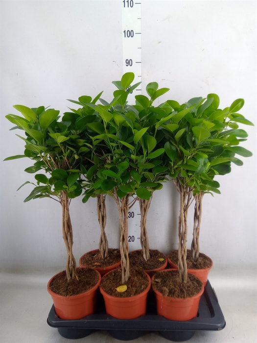 <h4>Ficus microcarpa 'Moclame'</h4>