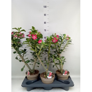 Adenium obesum 'Anouk'