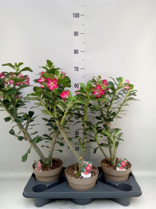 <h4>Adenium obesum 'Anouk'</h4>