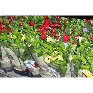 DIPLADENIA PICOLI P14 VARIADO