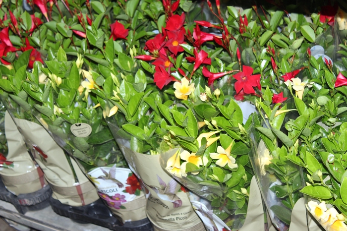 <h4>DIPLADENIA PICOLI P14 VARIADO</h4>