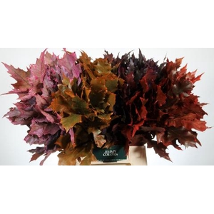 Quercus Rubra l50 Autumn mix