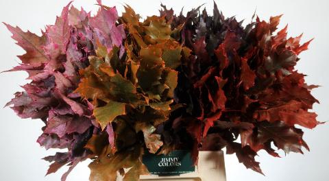 <h4>Quercus Rubra l50 Autumn mix</h4>