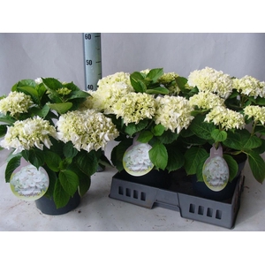 Hydrangea mac.