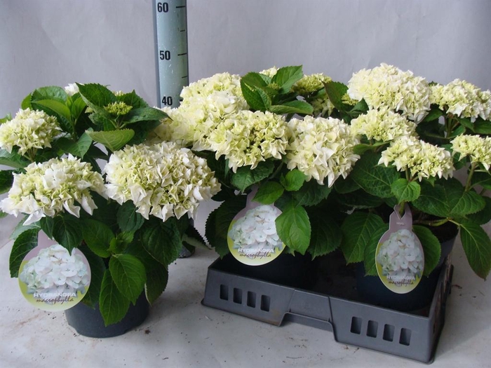<h4>Hydrangea mac.</h4>