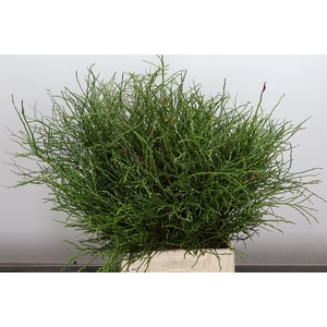 Vacc Myrtillus Bs 50cm