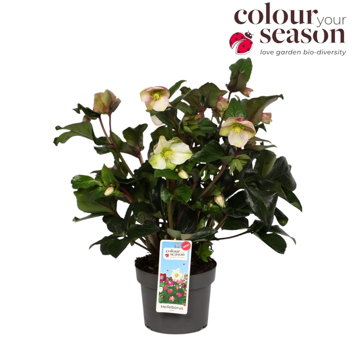 <h4>Helleborus   ...</h4>