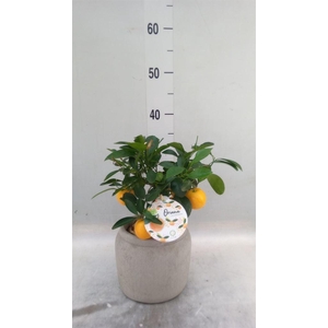 Arr.   Tuinplanten H%