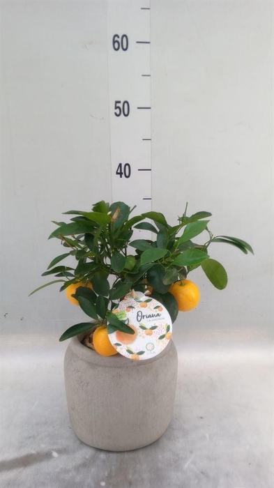 <h4>Arr.   Tuinplanten H%</h4>