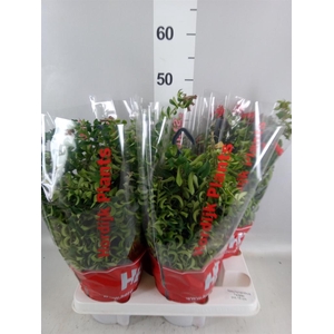 Aeschynanthus  'Twister'