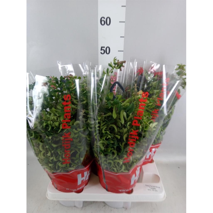 <h4>Aeschynanthus  'Twister'</h4>