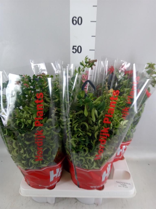 <h4>Aeschynanthus  'Twister'</h4>