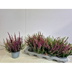 CALLU NOVA TRIO P13
