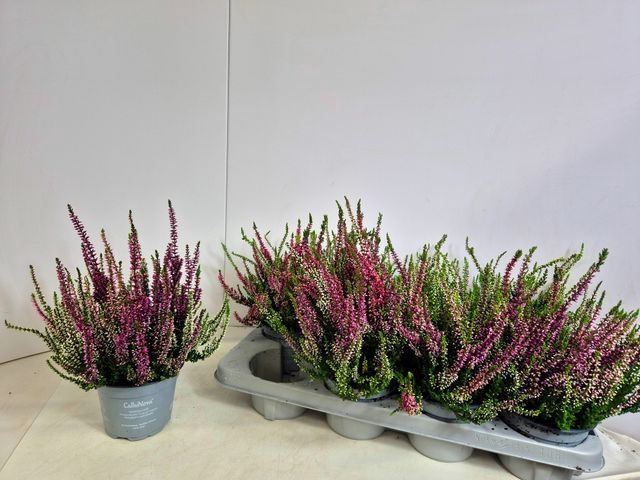 <h4>CALLU NOVA TRIO P13</h4>