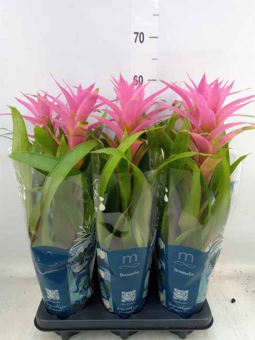 <h4>Guzmania  'Suerte Cerise'</h4>