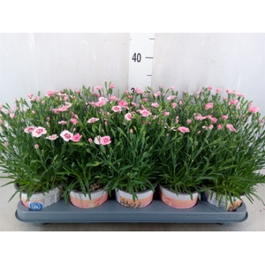 Dianthus  'Diantica Peach Party'