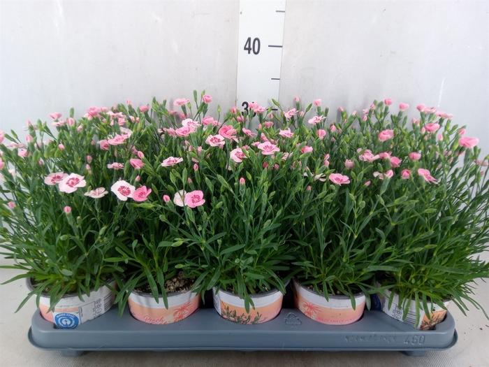 <h4>Dianthus  'Diantica Peach Party'</h4>