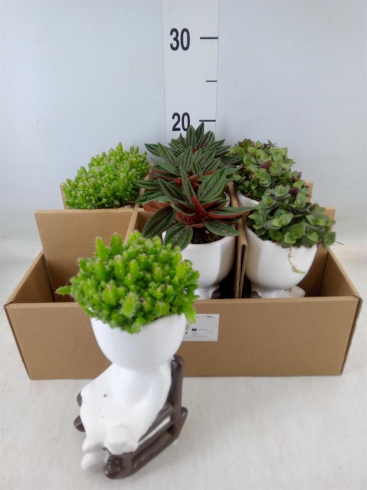 <h4>Arr.   Kamerplant Groen L%</h4>