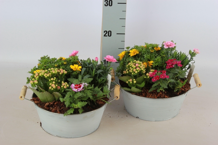 <h4>ARR TUINPLANTEN</h4>