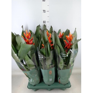 Aechmea  'Pepita Elegant Flames'