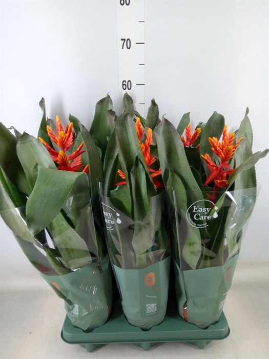 <h4>Aechmea 'Pepita Elegant Flames'</h4>