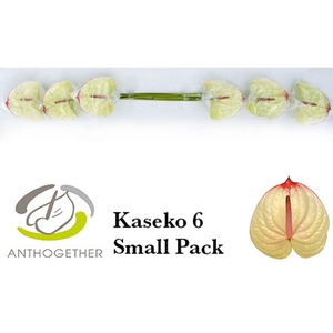 Anthurium andr. 'Kaseko'