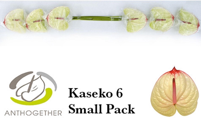 <h4>Anthurium andr. 'Kaseko'</h4>