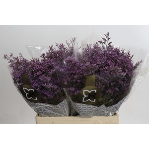 Limonium Safora Pink Sky