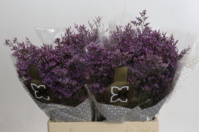 <h4>Limonium Safora Pink Sky</h4>