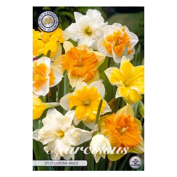 <h4>Narcissus Splitcrown Mixed x 5 14/16</h4>