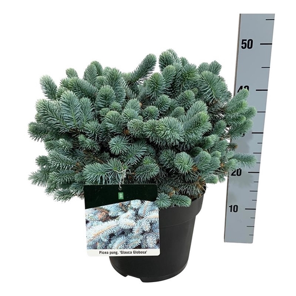 <h4>Picea pung. 'Glauca Globosa'</h4>