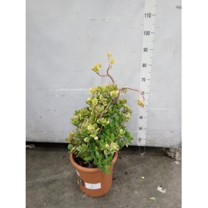 Crassula ovata 'Sunset'