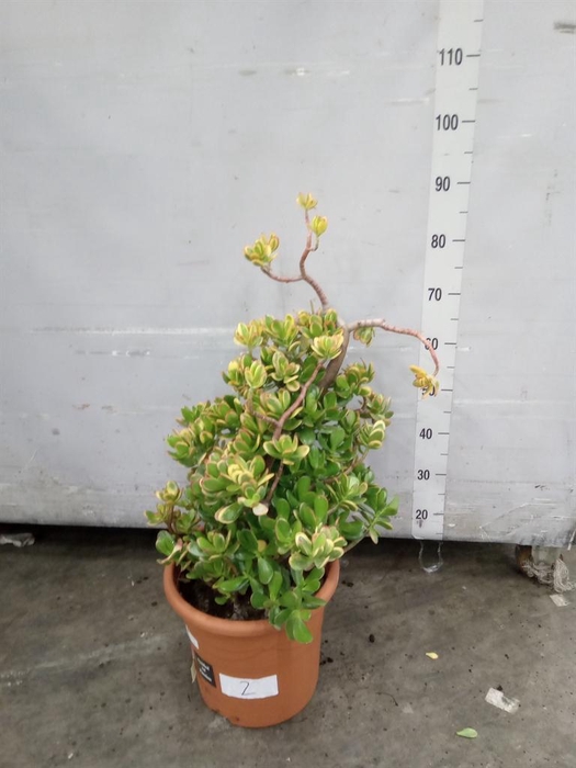 <h4>Crassula ovata 'Sunset'</h4>