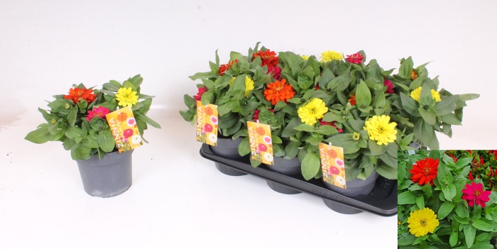 <h4>ZINNIA GEM</h4>