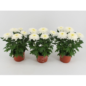 Chrysant Zembla Wit